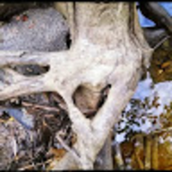 Meet your Posher, Stefanie - Picture 1 of 1